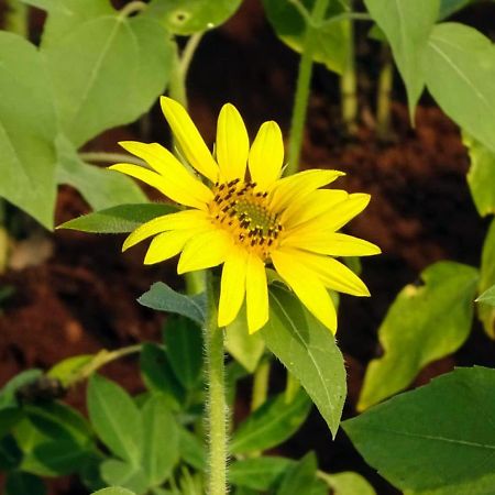 Bed and Breakfast Aarya Farm Bhom Exterior foto